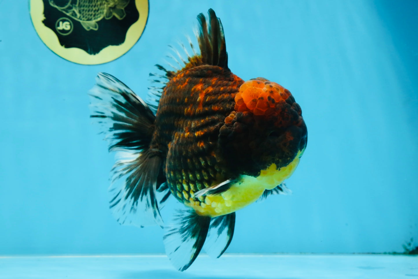 AAA Grade Godzilla Tiger Oranda Male 5.5 inches #100325OR_12