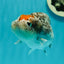 Special Pepper Kirin Blue Base Ranchu Female 4.5 inches #1018LC_10