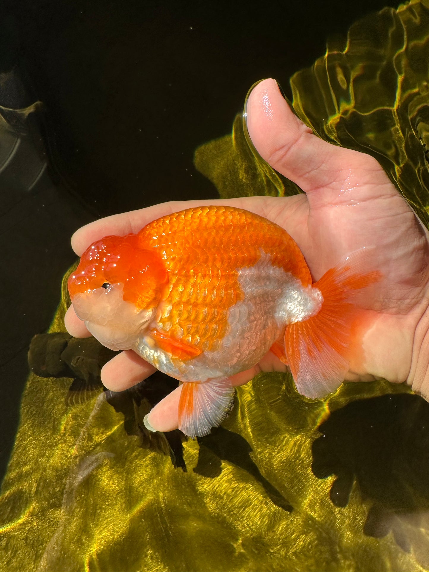 AAA Grade 🍊 Red White LionKing 4.5-5 inches #0405LC_05