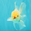 BEAUTY A Grade White Oranda Male 6 inches #070626OR_12