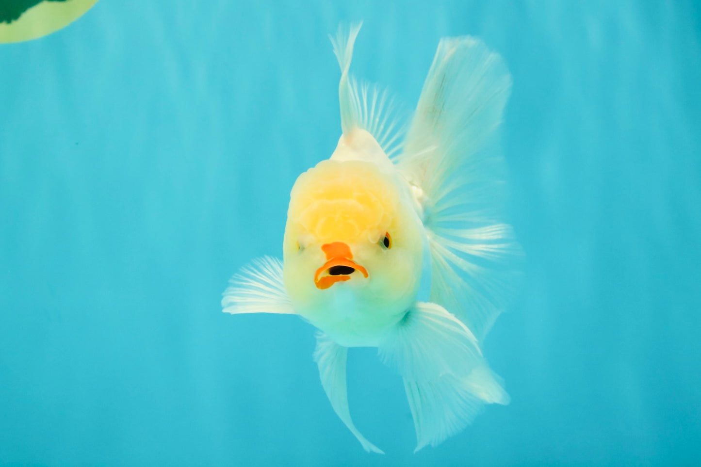 BEAUTY A Grade White Oranda Male 6 inches #070626OR_12