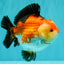 SUPER CUTE AAA Grade Tricolor Yuanbao Male 5 inches #071026YB_17