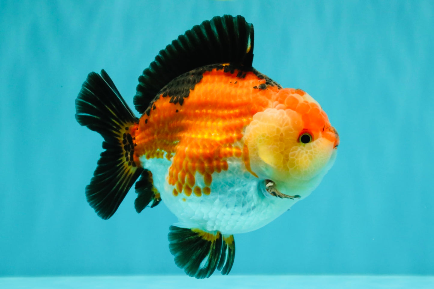 SUPER CUTE AAA Grade Tricolor Yuanbao Male 5 inches #071026YB_17