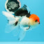 A Grade Cherry Head Tricolor Oranda Female 5-5.5 inches #0614OR_20