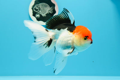 Oranda tricolor de cabeza de cereza de grado A, hembra de 5 a 5,5 pulgadas, n.º 0614OR_20