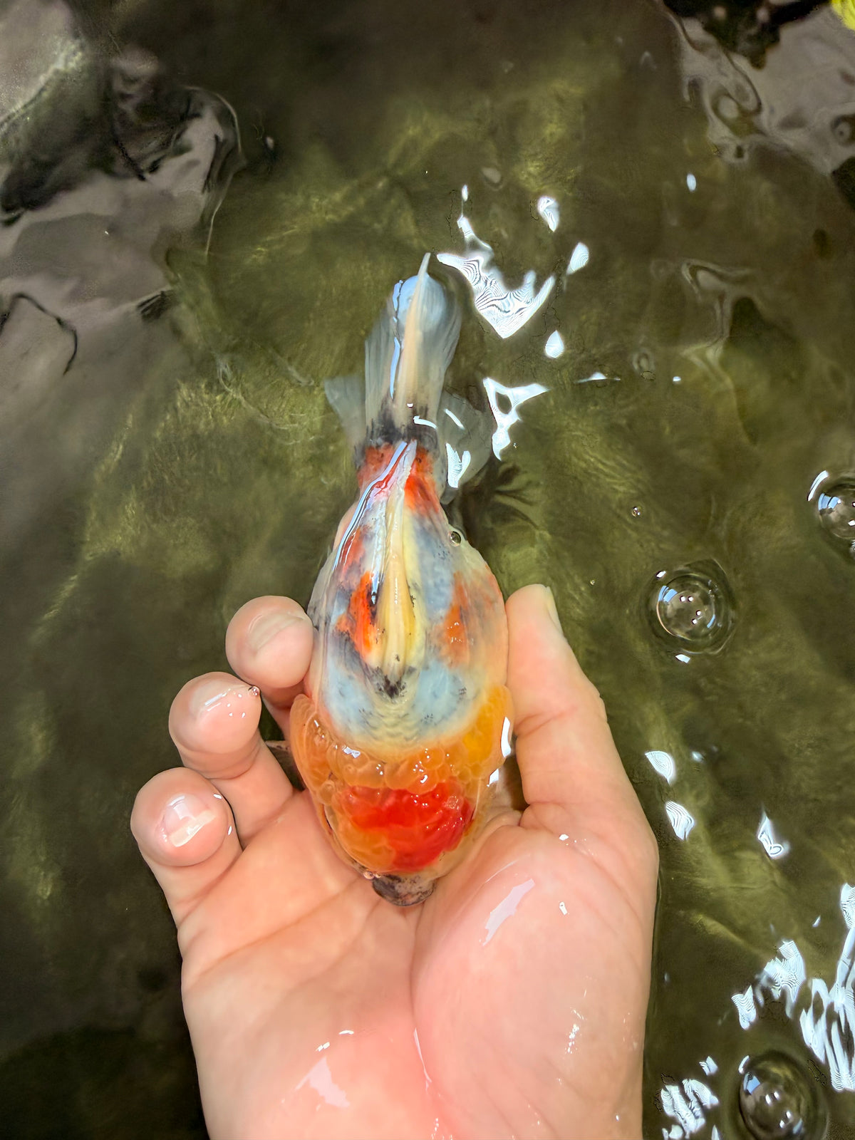 UNIQUE A Grade Marble Red Head Oranda Male 4.5-5 inches #090426OR_05