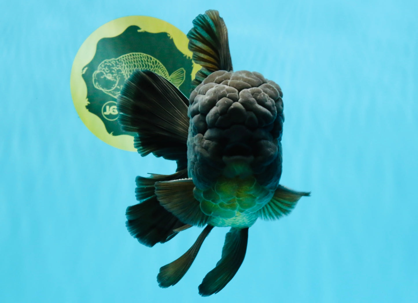 GODZILLA AAA Grade Black Oranda Male 6.5 inches #022026OR_04