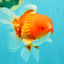 CHUNKY A Grade Cherry Blossom Red White Oranda Male 5.5 inches #061926OR_25