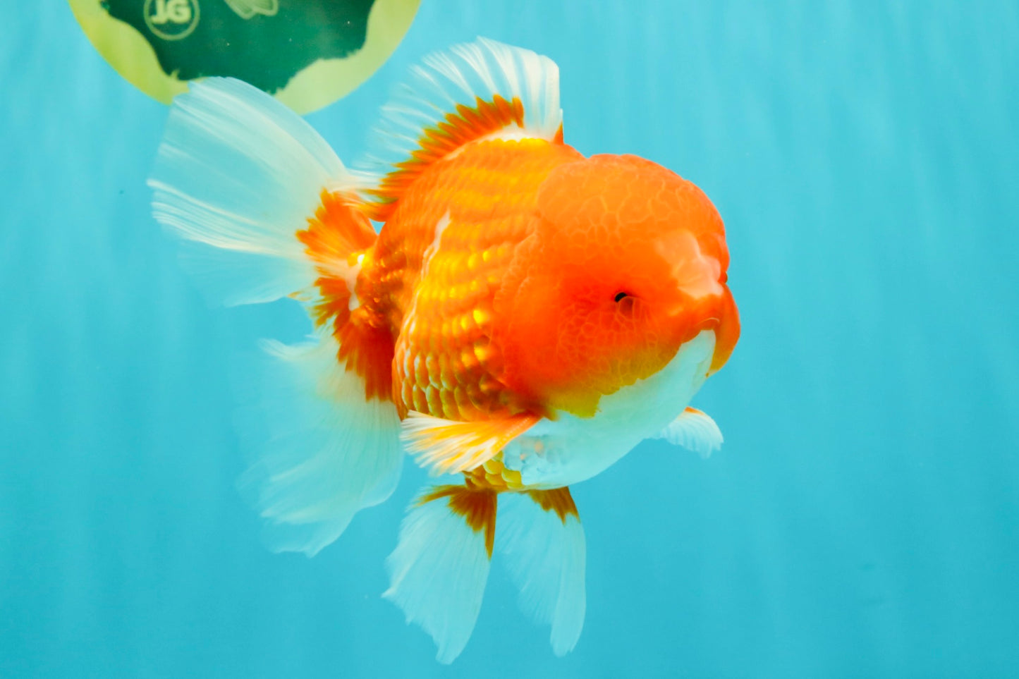 CHUNKY A Grade Cherry Blossom Red White Oranda Male 5.5 inches #061926OR_25