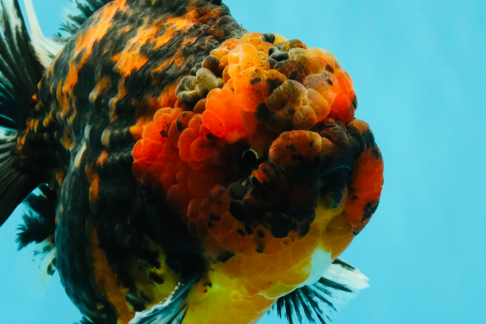 CHONKY AAA Grade Tiger Yuanbao Male 6 inches #032026YB_24