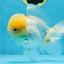 A Grade White Oranda Female 6 inches #070425OR_19