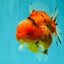 AAA Grade Tiger Yuanbao Male 5.5 inches #100926YB_03
