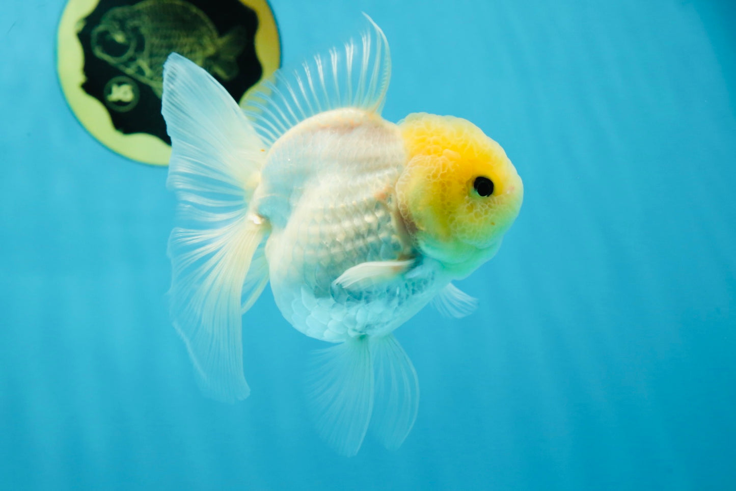 A Grade Puppy White Button Eyes Oranda Female 4.5-5 inches #050225OR_05