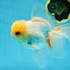 A Grade White Oranda Male 5.5-6 inches #060625OR_26