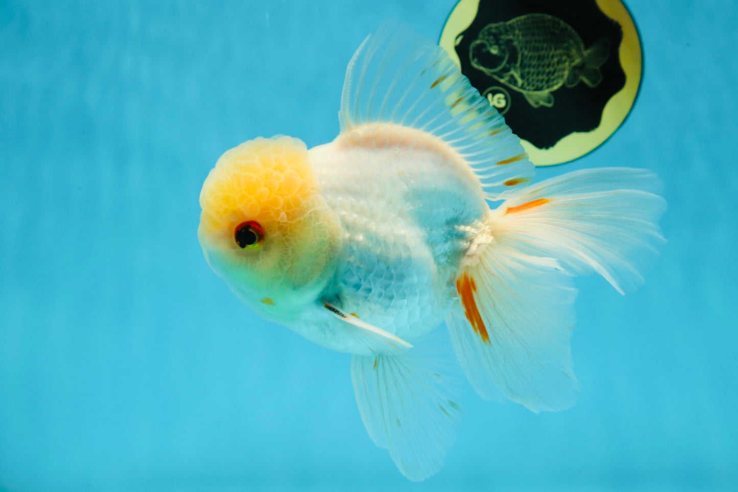 A Grade White Oranda Male 5.5-6 inches #060625OR_26