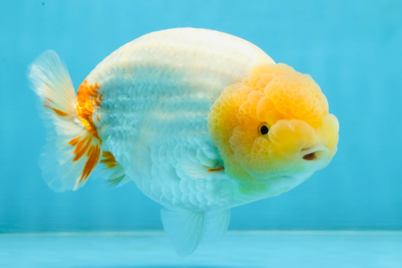 AAA Grade Strong Body Structure Lemonhead LionKing 5.5 inches #101025LC_18