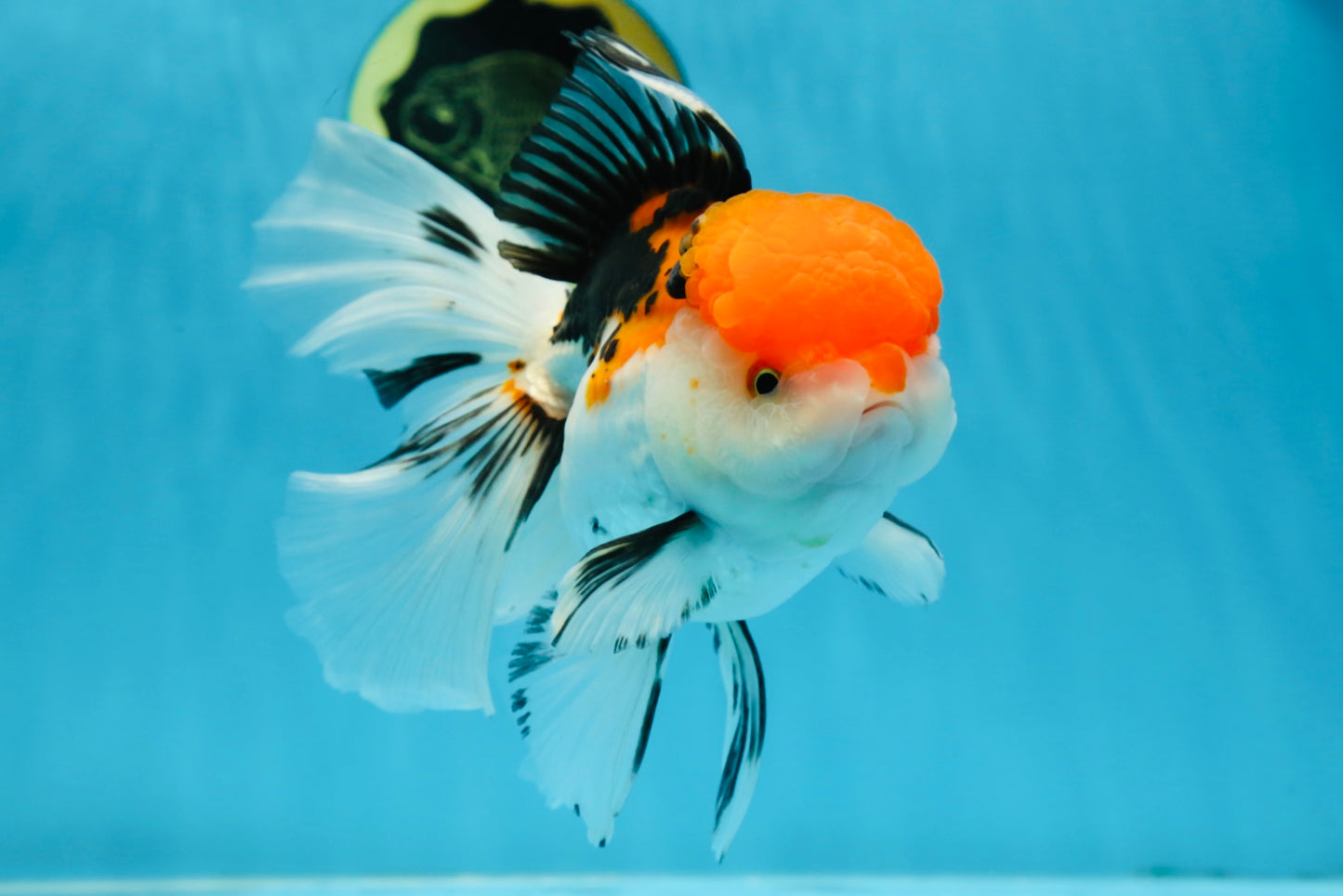 A Grade Tricolor Oranda Female 6-6.5 inches #071125OR_10