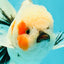 A Grade Marble Oranda Male 5-5.5 inches #061926OR_24