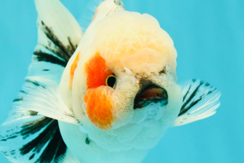 A Grade Marble Oranda Male 5-5.5 inches #061926OR_24