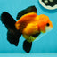 Apache (Black Orange) Oranda Female 4.5 inches #110124OR_05