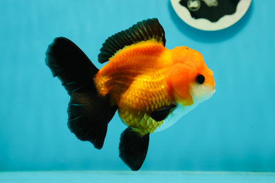 Apache (Black Orange) Oranda Female 4.5 inches #110124OR_05