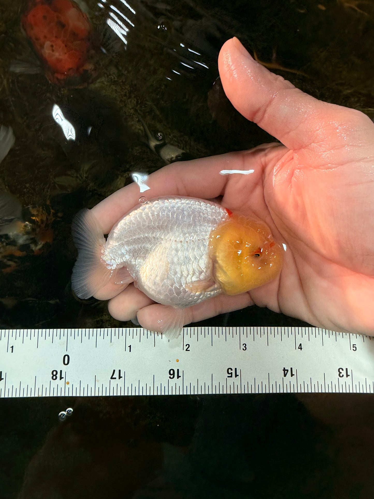 AAA Grade Lemonhead LionQueen 3.5 inches #101725LC_09