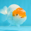 Classic Egg-shape Red Head Lionchu Male 4 inches #122724LC_08