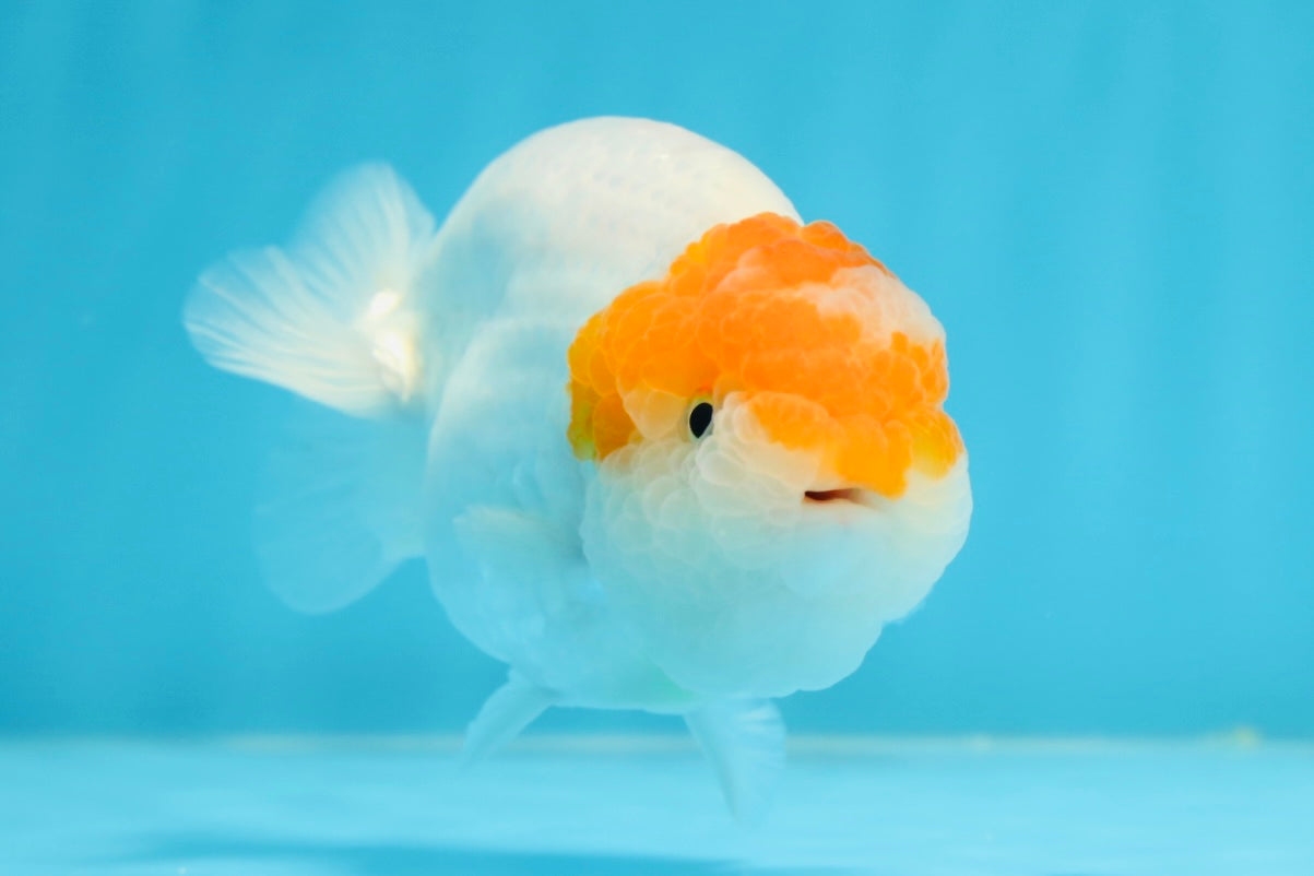 Classic Egg-shape Red Head Lionchu Male 4 inches #122724LC_08