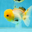 A Grade White Oranda Female 5 inches #062725OR_25