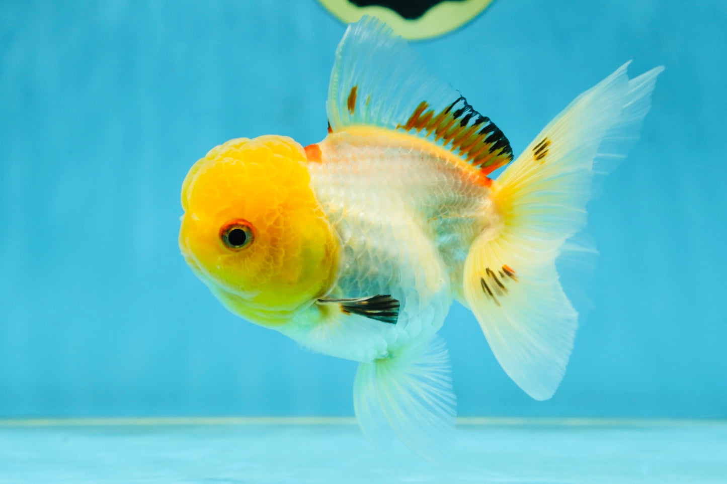 A Grade White Oranda Female 5 inches #062725OR_25