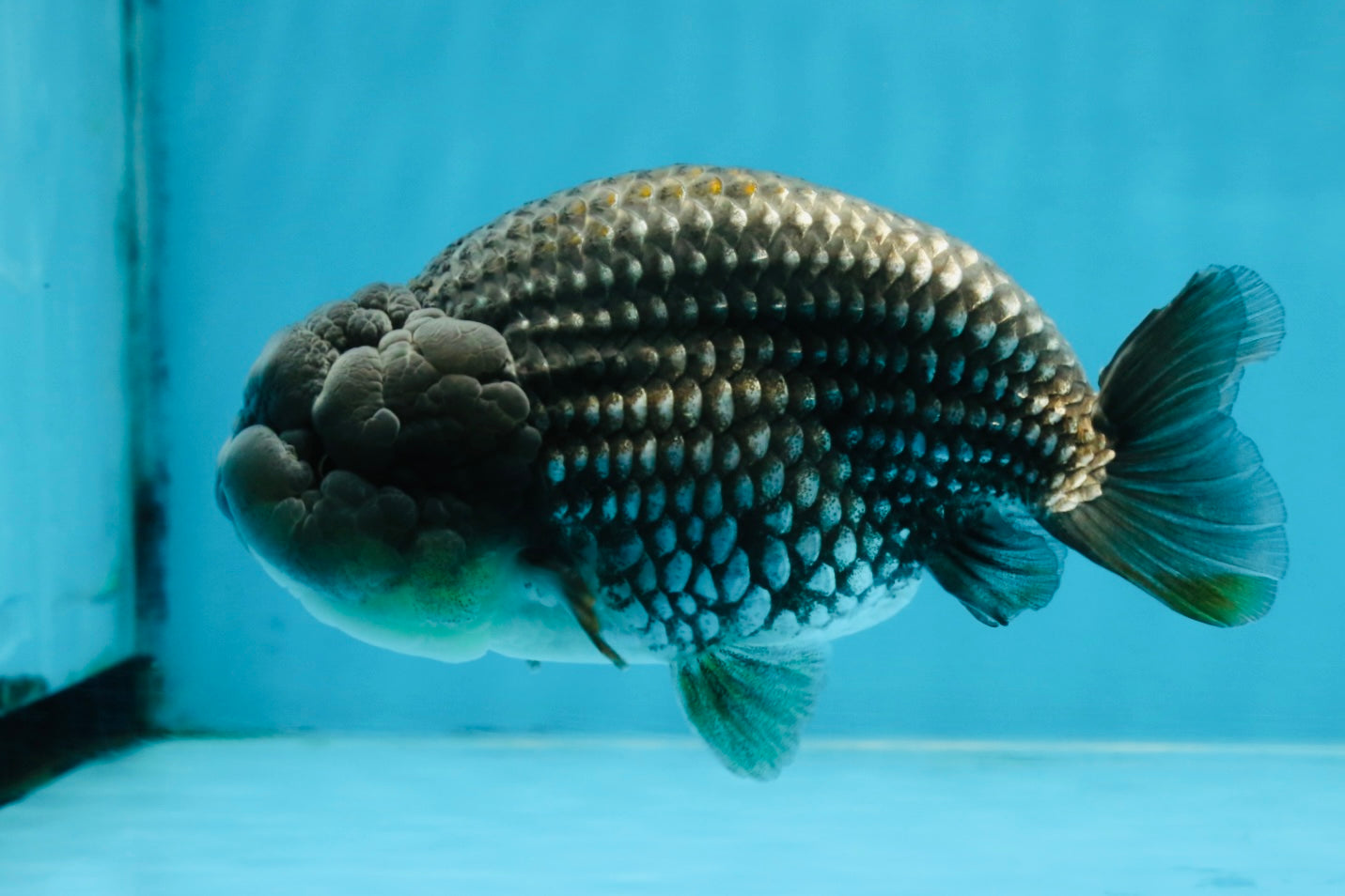 Blue LionChu Male 5 inches #103125LC_15