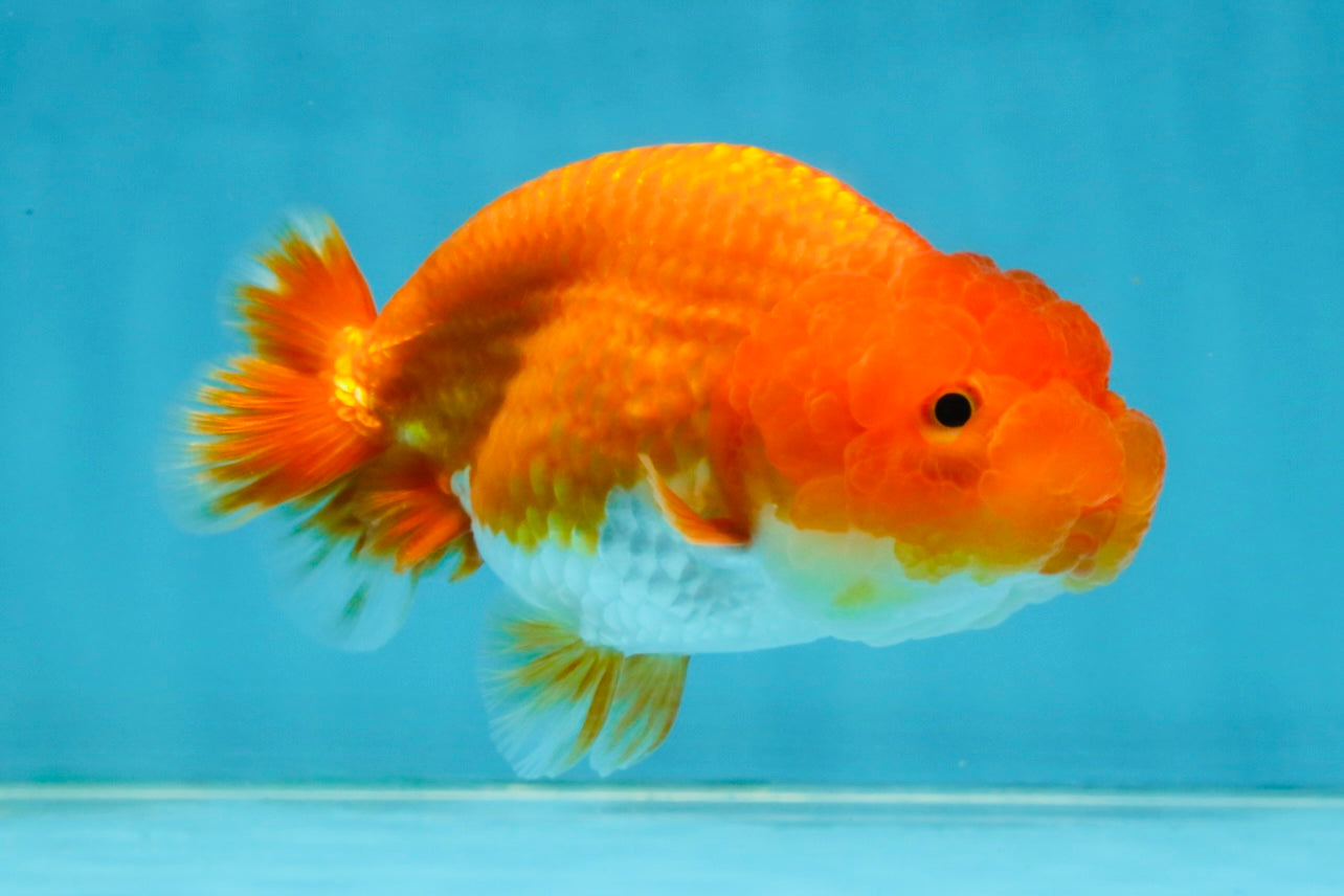 CHUBBY A Grade Red White LionQueen 4.5 inches #120525LC_14