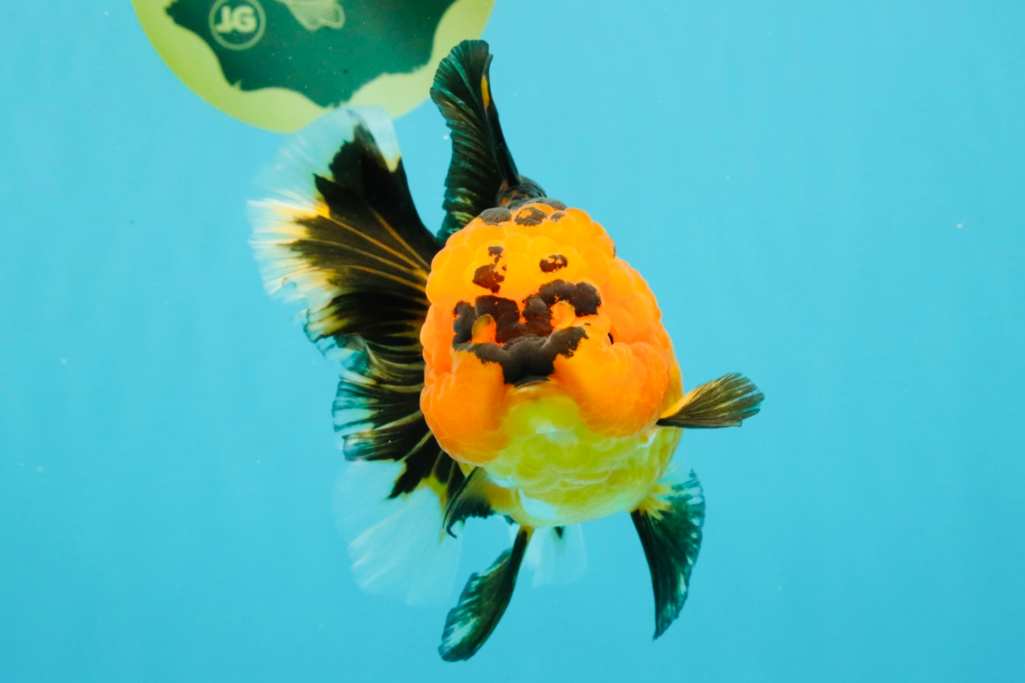 HEART A Grade Apache Oranda Female 6-6.5 inches #032026OR_06