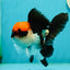 A Grade Villain Tricolor Oranda Male 5.5 inches #111524OR_30