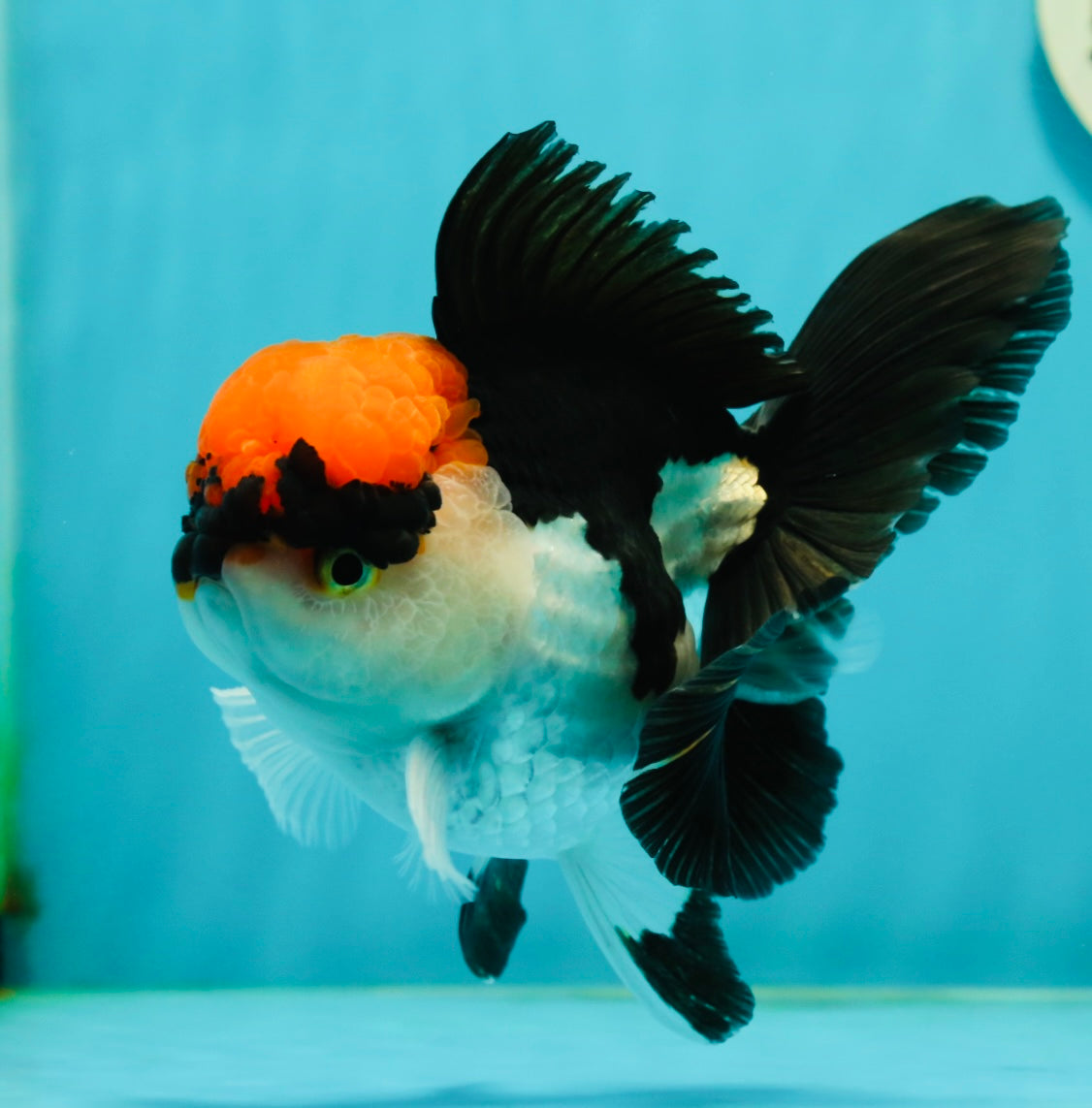 A Grade Villain Tricolor Oranda Male 5.5 inches #111524OR_30