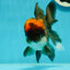 A Grade Lava Head Tricolor Oranda Male 5.5-6 inches #110124OR_18