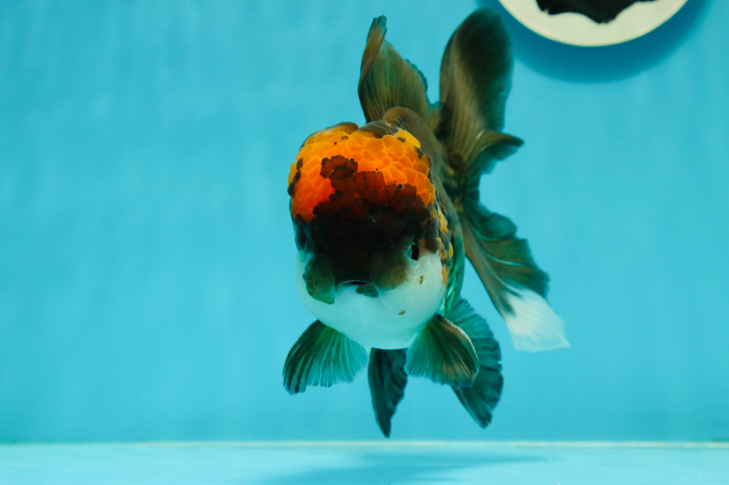 A Grade Lava Head Tricolor Oranda Male 5.5-6 inches #110124OR_18