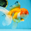 A Grade Orange White Oranda Female 6.5 inches #070425OR_22