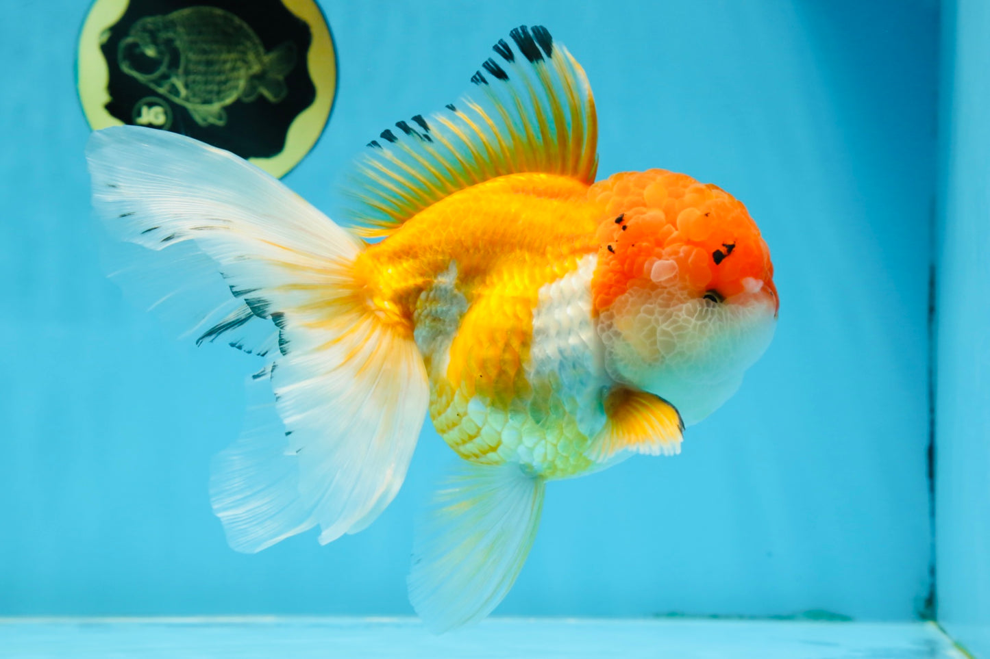 A Grade Orange White Oranda Female 6.5 inches #070425OR_22
