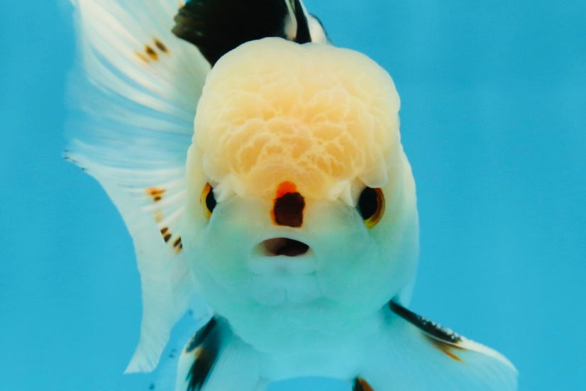 A Grade Tricolor Oranda Male 4.5-5 inches #051625OR_26