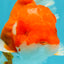 ANGER AAA Grade Red White Oranda Male 6 inches #032026OR_09