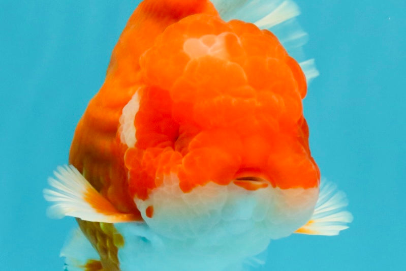 ANGER AAA Grade Red White Oranda Male 6 inches #032026OR_09