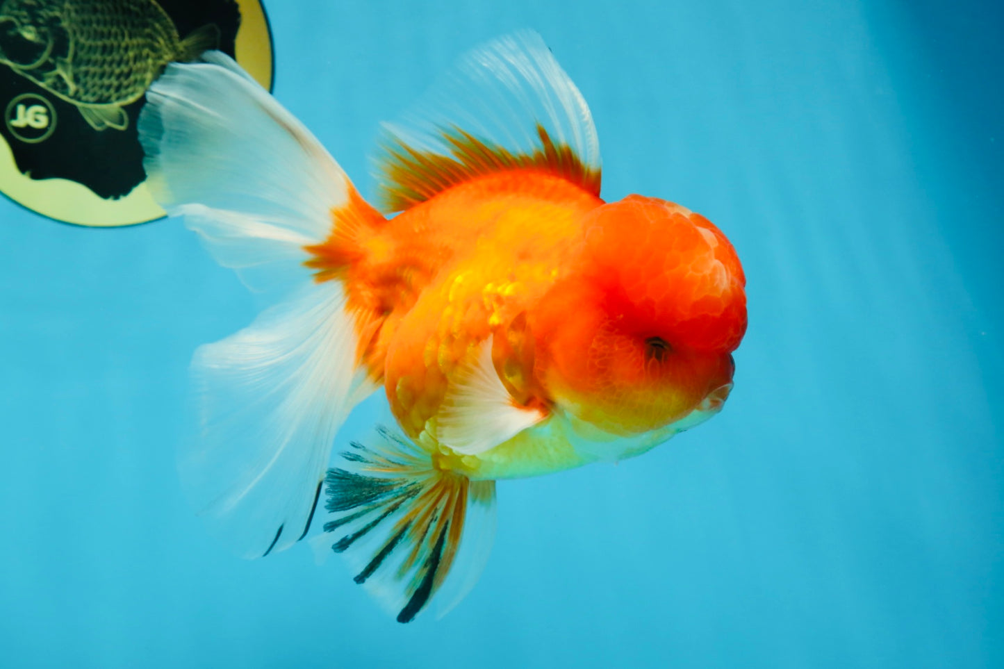 A Grade Gentle Giant Sakura Oranda Male 5.5-6 inches #062025OR_21