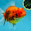 AAA Grade JUMBO Tiger Oranda Female 6-6.5 inches #062025OR_24