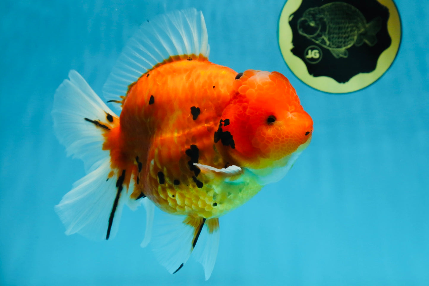 AAA Grade JUMBO Tiger Oranda Female 6-6.5 inches #062025OR_24