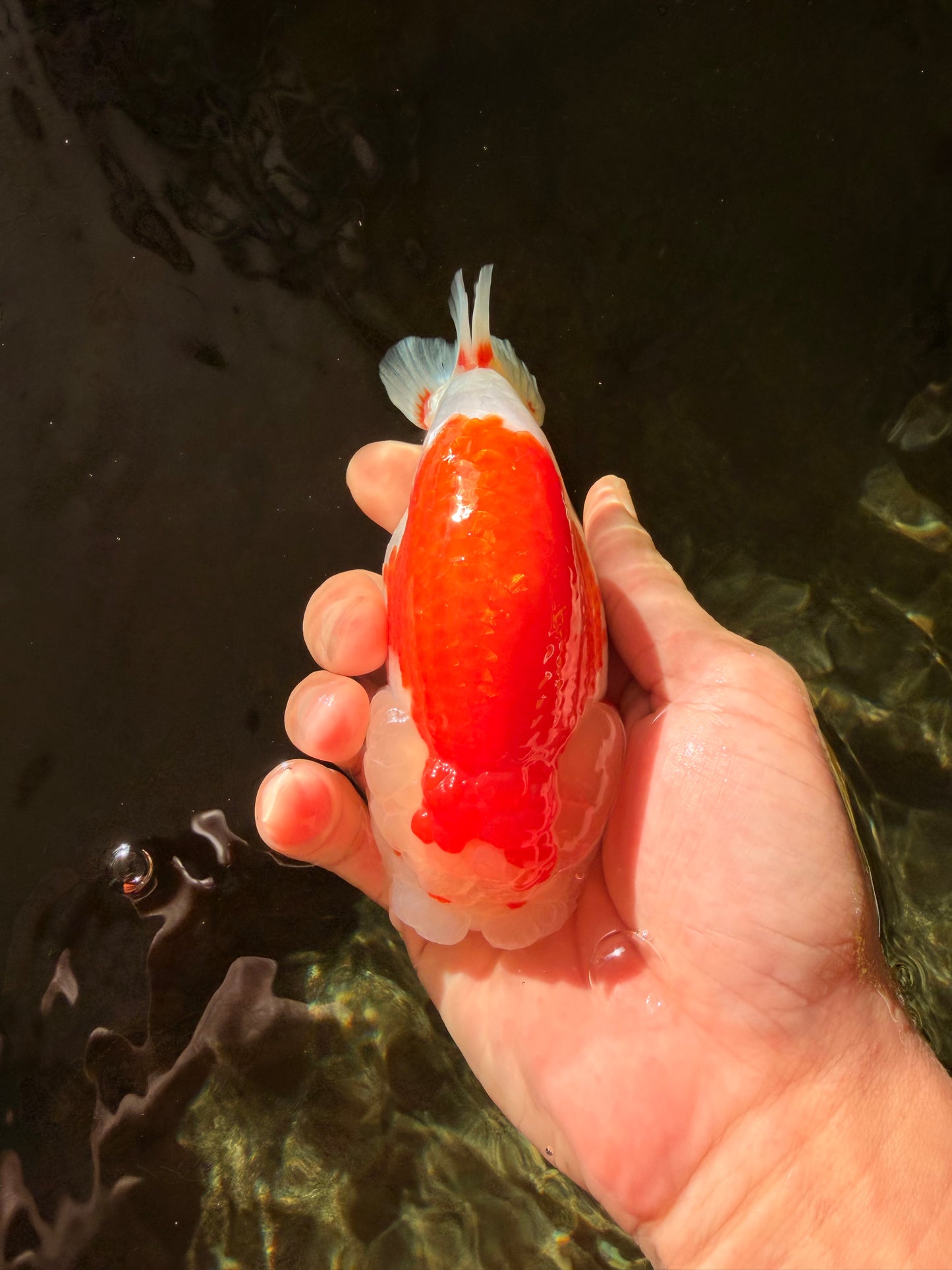 ADORABLE A Grade Red White LionKing 5 inches #032726LC_23