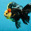A Grade Tricolor Oranda Female 5.5-6 inches #062725OR_24