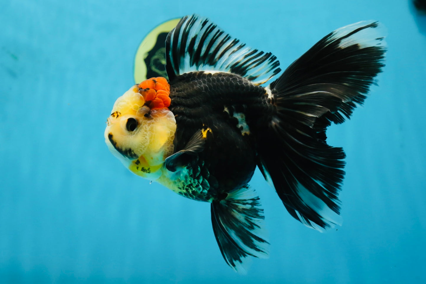 A Grade Tricolor Oranda Female 5.5-6 inches #062725OR_24