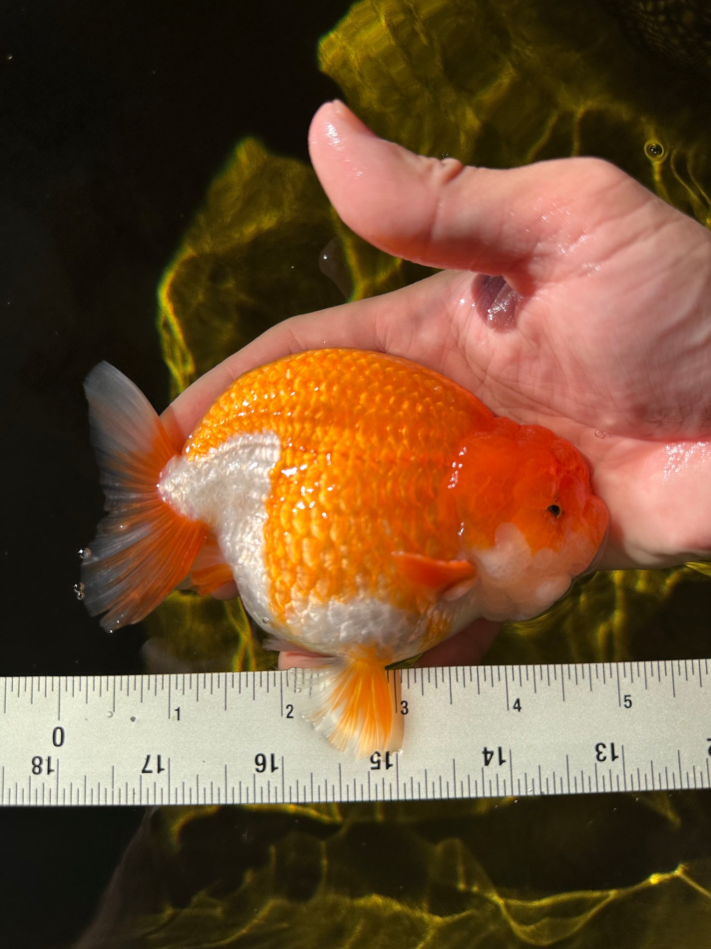 AAA Grade 🍊 Red White LionKing 4.5-5 inches #0405LC_05