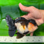 A Grade Bulldog Tricolor Oranda Female 5.5 inches #0614OR_21